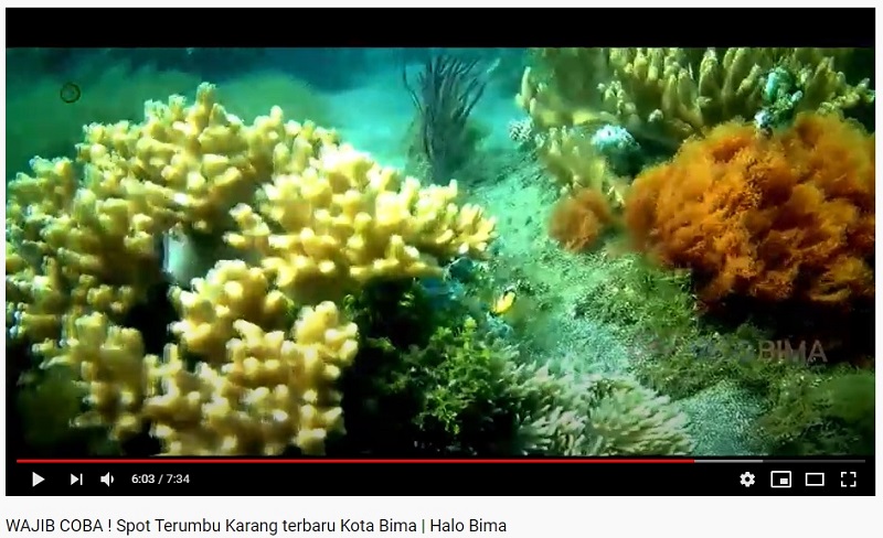 Spot terumbu karang Kolo Kota Bima NTB